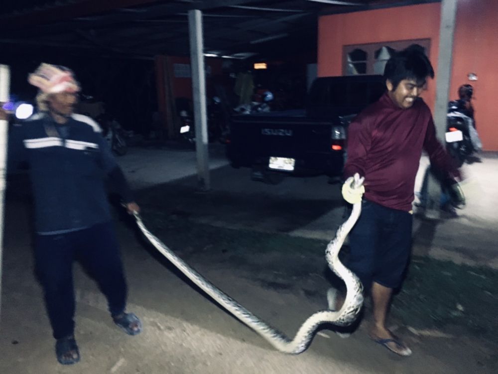 snake 3.jpg