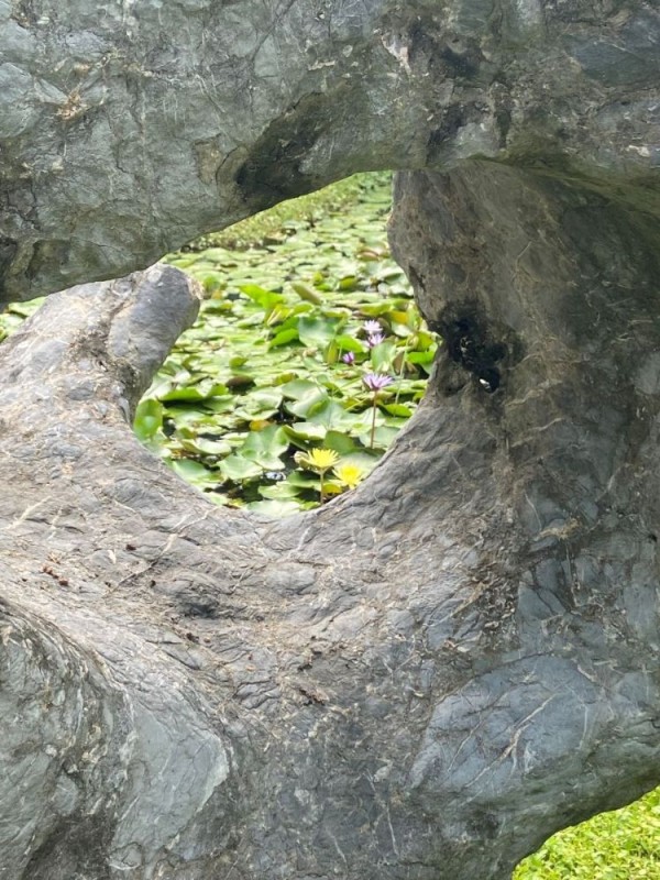 hyacinth 1.jpg