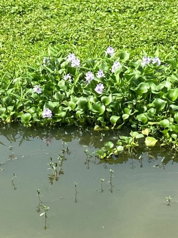 hyacinth 2.jpg