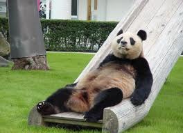 Panda.jpg