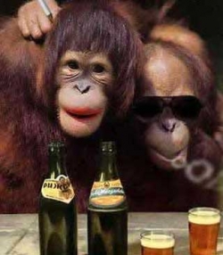 ape.jpg