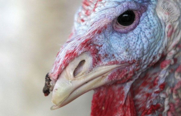 Turkey.jpg