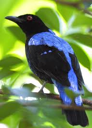 Asian Fairy Bluebird.jpg