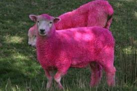 PREETY SHEEP.jpg
