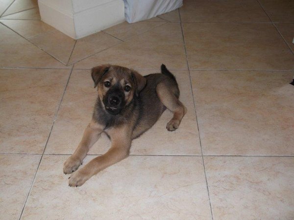 puppy.jpg
