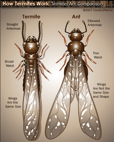 termite-10a.gif