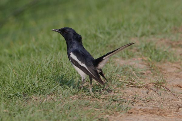 Magpie Robin 3854.jpg