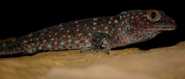 Tokay.jpg