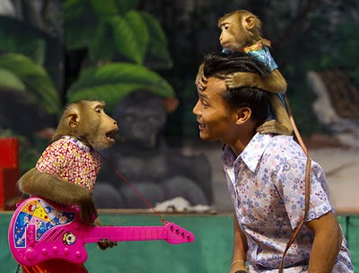 Monkey.jpg