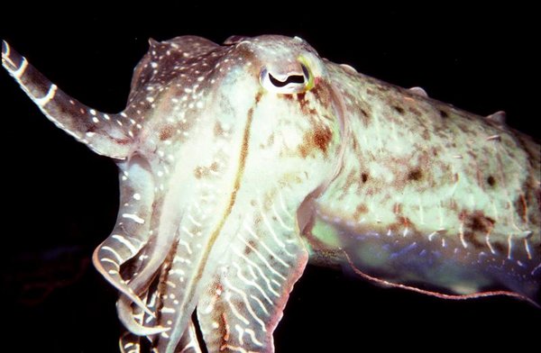 Cuttle3 (Medium).jpg