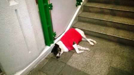 Cold Dog at Nana.jpg