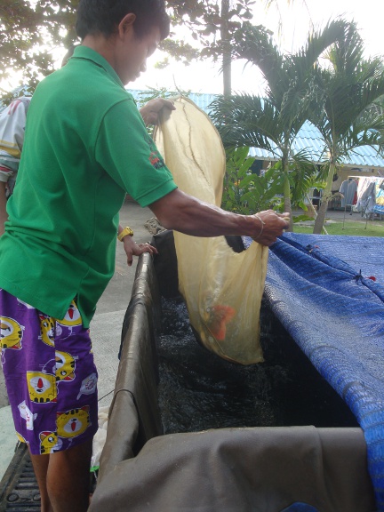 Netting the first 2 fish