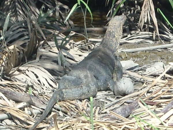 Monitor Lizard